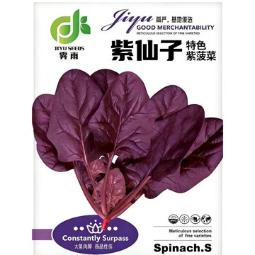 臺灣盆栽 原生種紫菠菜種子 紫色蔬菜 家庭菜園 陽台種植 可食用葉菜 觀賞蔬菜 耐熱易種 營養蔬菜 自種食材