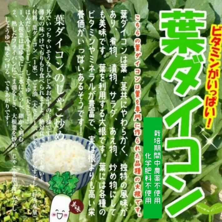 葉大根（葉ダイコン）　栽培期間中農薬不使用・化学肥料不使用　１束約２５０ｇ