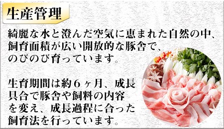 豚しゃぶ用 豚肩ローススライス800g ヤマトポーク   奈良県 豚肉 しゃぶしゃぶ 肩ロース   豚しゃぶ