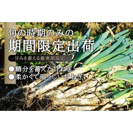 ふるさと納税 カマシチねぎ屋 旬の甘ねぎ 5kg（約27本〜42本） 宮城県角田市