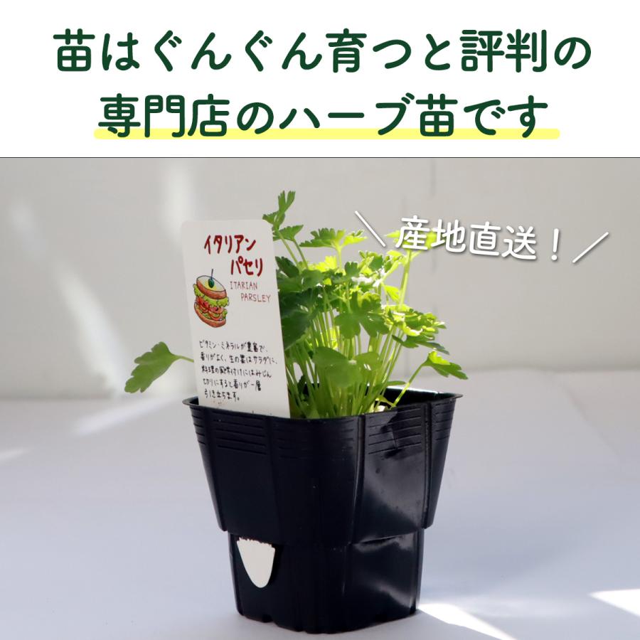 ハーブ 栽培キット 苗 3個 フェルト黒 20cm（苗 種類 栽培 種 寄せ植え 初心者 花 ハーブティー ハーブガーデン 送料無料）