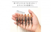 越中氷見屋　ホタルイカ 魚醤干し 18尾入り × 5袋　