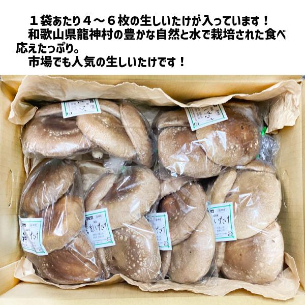 和歌山県産 龍神村産 生しいたけ 約1.2kg 椎茸 焼き シイタケ 龍神椎茸 鍋 天ぷら 煮物