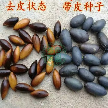 💥臺灣發貨 【金絲楠木種子】帝王之木✨ 珍稀金絲楠木種子 靈氣鎮宅  收藏傳承 限時珍藏 栽種千年奇木 打造居家風水寶地