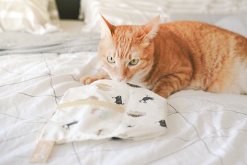 好日子 | Pockeat環保食物袋(大食袋)-SCPA浪貓公益款