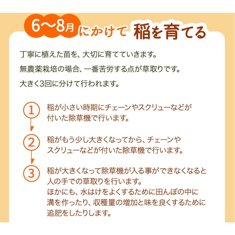 無農薬 米 玄米 5kg 新米入荷 無農薬 コシヒカリ 特選 令和5年福井県産 送料無料 無農薬・無化学肥料栽培