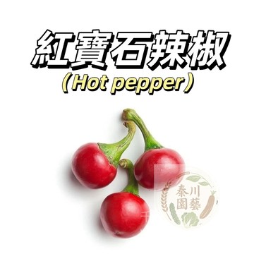 嘉義現貨（紅寶石辣椒種子LJ-9）（微辣）小紅櫻桃辣椒Cherry Pepper小燈籠椒盆栽菜園蔬菜種子果菜