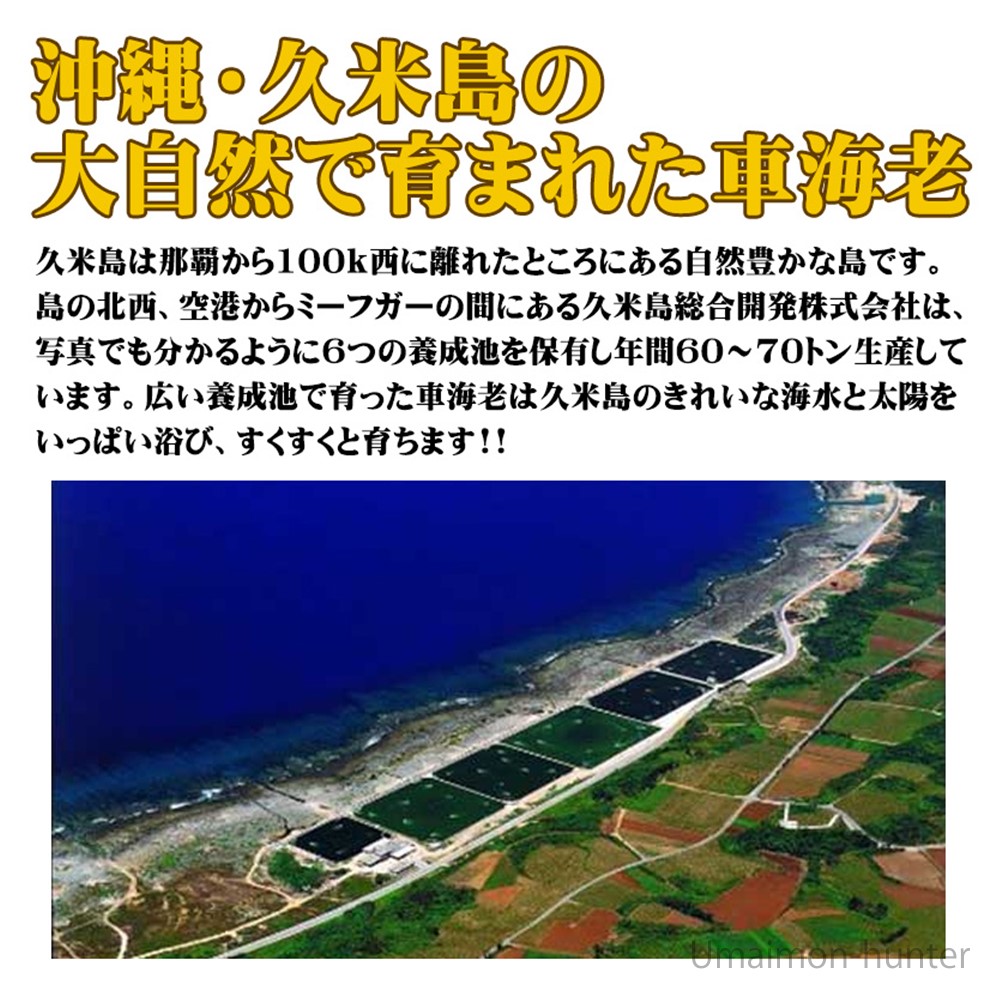 ギフト 期間限定 久米島の活き車えび 500g(15〜25尾)×2P 沖縄 人気 希少 車海老 北海道・離島