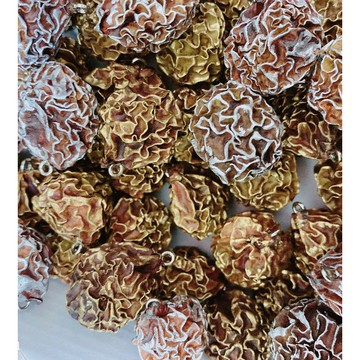 當季新鮮落果琴榕果，可手作DIY配件,包包掛飾/DIY創作材料/單顆計價。