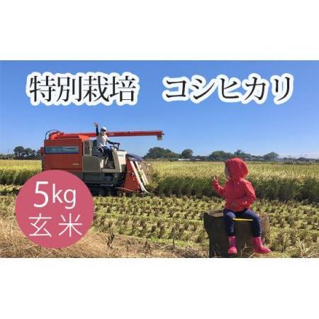 ふるさと納税 No.300 特別栽培　コシヒカリ　玄米５kg 埼玉県行田市