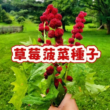 【草莓菠菜種子】漿果種子 鮮甜多汁 陽台盆栽輕鬆種！有機健康 產量高 快速發芽 家庭菜園必備 新手也能豐收！立即下單！