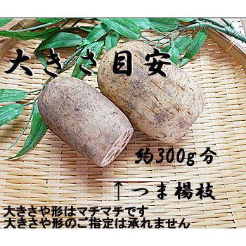 加賀野菜 加賀レンコン 約3kg分入り 加賀 れんこん 蓮根 加賀伝統野菜 石川県産 石川産 国産 国内産 日本産