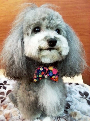 日本和風碎花蝴蝶形寵物項圈 貓咪 狗狗 S size