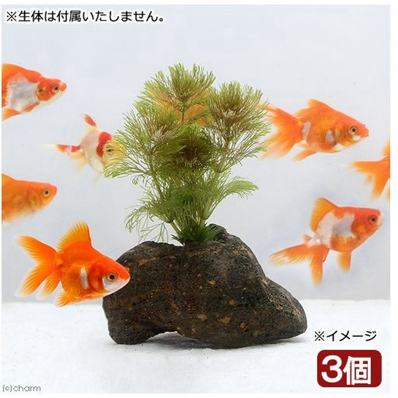 水草 メダカ 金魚藻 アンブリア 穴あき溶岩石付き 無農薬 ３個 通販 Lineポイント最大0 5 Get Lineショッピング