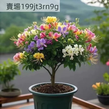 現貨 新品種 金銀花種子（250粒）  四季易種 陽臺庭院盆栽種植 金銀花種子食用金銀花 多年生 超低價