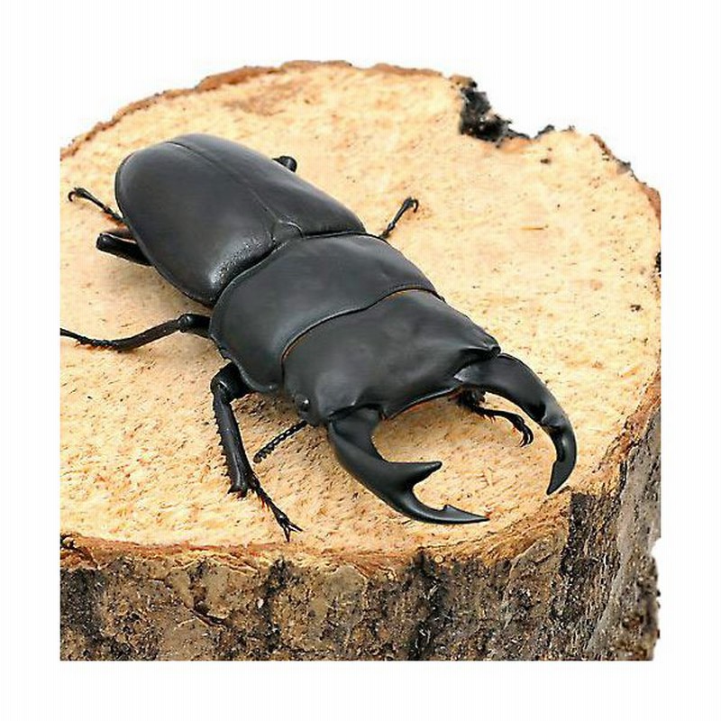 昆虫 メンガタクワガタ カメルーン産 成虫 ４５ ４９ｍｍ １ペア T2rbf0dwcu ペット用品 生き物 Ladosur Cl