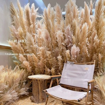 天然蘆葦干花永生花蒲葦干花花朵擺設婚慶布置客廳創意裝飾蘆葦花
