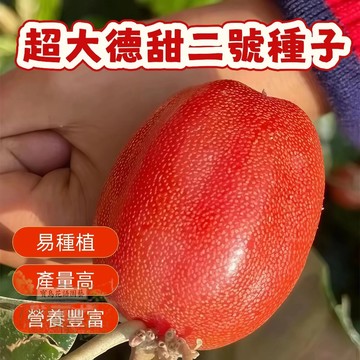 🔥🔥熱銷 德甜2號羊奶 羊奶果種子 羊奶果 脆甜可口子果樹種子水果種子 四季播種 陽台盆栽 小院種植 高產水果