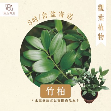 【拈花微笑】竹柏｜3吋植株｜觀葉植物｜含盆配送｜好養耐陰｜桌上盆栽