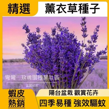 💥蝦皮熱銷 薰衣草種子（500粒）花海法國普羅旺斯 加納利薰衣草  四季易種植花卉種子 植物種子 可盆栽地栽小院陽台種