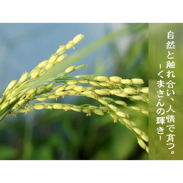 5年産　熊本県産くまさんの輝き玄米5kg（調整済み）