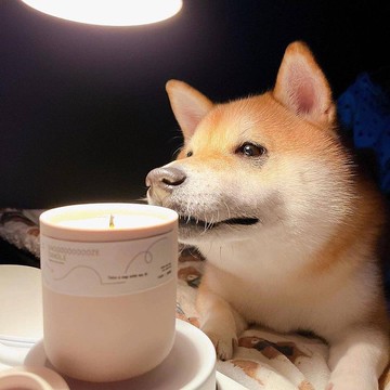 寵物友善|貓狗友善|呼嚕蠟燭-夢中的逗貓棒|霧面陶罐|精油調香