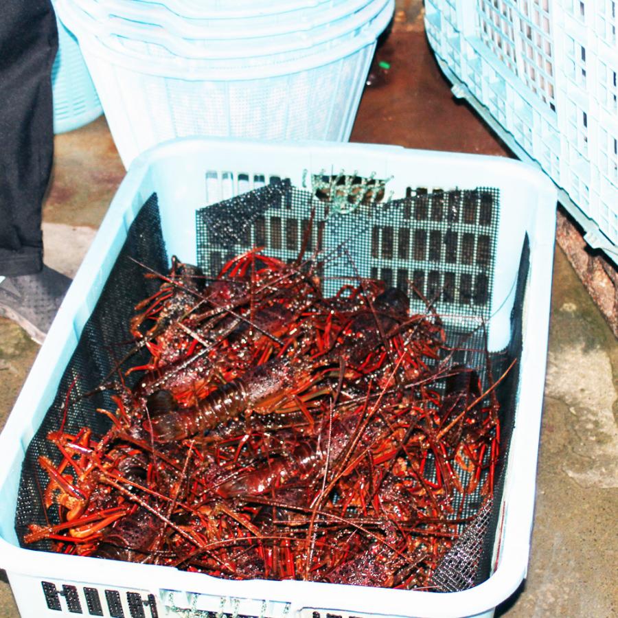 活き 伊勢海老 2kg サイズお任せ 伊豆 下田 生きたまま 刺身 伊勢エビ イセエビ