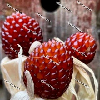 現貨【草莓玉米種子】（50粒）多款玉米種子大全 白龍王 水果玉米 草莓玉米種子 高產 菠蘿玉米 奶油玉米種子 四季種植