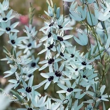 台灣現貨 鳶尾花種子（250粒）新種 四季蝴蝶花種子 花園庭院室內外盆栽觀賞綠植花卉種子 耐寒耐旱易種綠植花