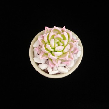 黏土多肉植物 — 月影石蓮花Echeveria elegans ' alba