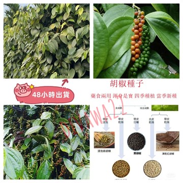 12h出貨 胡椒（20粒）正宗海南白胡椒種子 四季種植蔬菜種子 香料蔬菜種子 高產好養植物種子 小院陽台農田種植黑胡椒