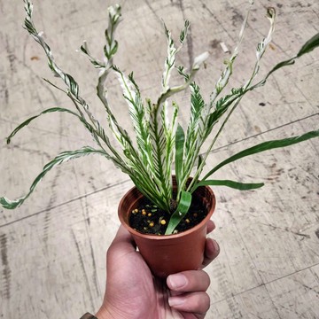 P老闆園藝~斑葉山蘇 3吋盆 觀葉植物
