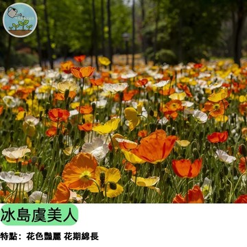【夢幻花海】冰島虞美人種子   繽紛色系 早春開花 耐寒易種 陽台盆栽 花壇綠化 切花花材 新手推薦 陽台盆栽