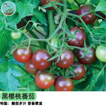 【黑寶石風暴】黑櫻桃番茄種子 深色水果小番茄 高花青素 陽台盆栽可種 皮薄爆汁 生吃沙拉 家庭農場 台灣現貨