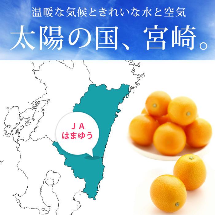 金柑 宮崎県産 たまたま 完熟きんかん 約1kg 2Lサイズ 宮崎県認証