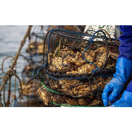 ふるさと納税 北海道 オホーツク サロマ湖産 殻付きカキ 生食可 8kg 牡蠣職人厳選 北海道湧別町