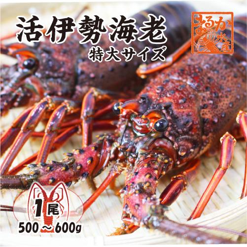 活伊勢海老　活きたまま発送！ちょっとワケあり、特大サイズ 1尾 500〜600g [活伊勢海老] 送料無料