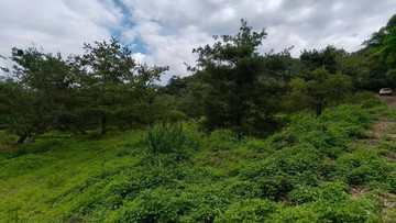市價六折適觀光農場、養生村、飯店、渡假村已整地完成｜南投縣埔里鎮桃米段