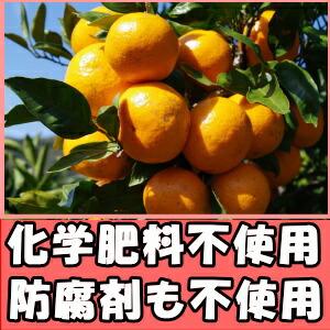 みかん 有田 小玉 甘い 糖度 送料無料 和歌山 有田さんさん 樹上完熟 早生 有田みかん 5kg sサイズ お歳暮 贈答用 贈答品 ギフト 箱 買い ありた 有田ミカン