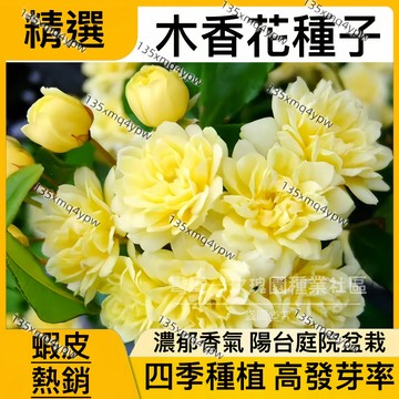 現貨 木香花種子 （250粒）多款顏色可選 七裏香 香味濃郁 濃香庭院 爬墻植物   庭院盆景 耐寒 四季開花 發芽率高
