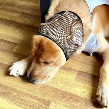 【48時熱賣】狗狗耳朵網罩~新款耳道百搭貓咪寵物用品服飾配件ins風戶外家用