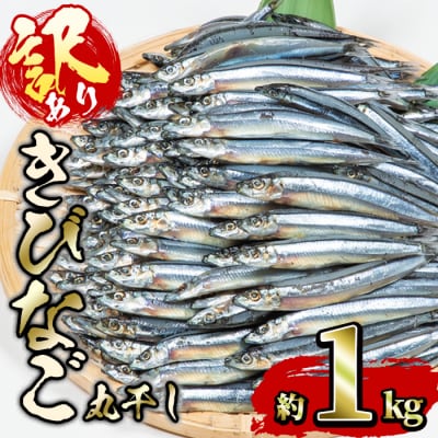 きびなごの丸干し (計約1kg)