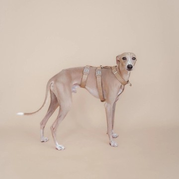 【Linécru】XII 胸背帶 (共14色)