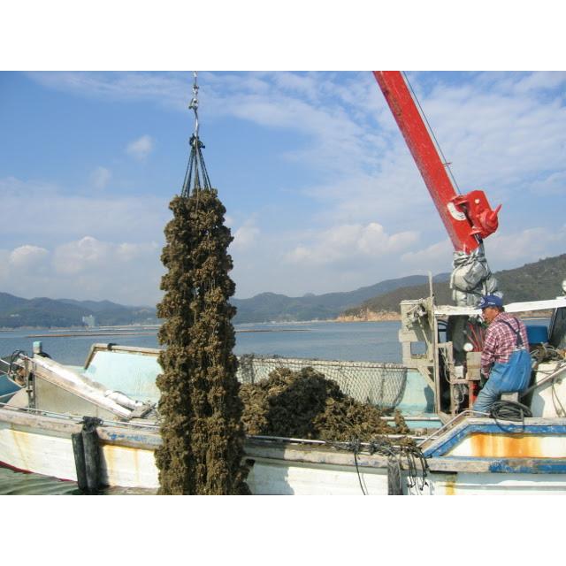 [送料無料]　剥き身 牡蠣　５００ｇ×４個兵庫県 相生海域　漁師 が販売、とれたて新鮮です。生食用 かき