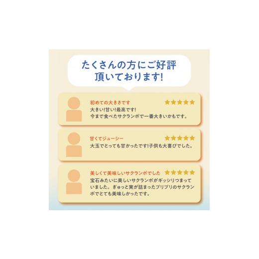 ふるさと納税 山梨県 北杜市 極上品大玉・さくらんぼ 2L〜3L一段並 約300g／毎日農業記録賞・全国最優秀賞受賞