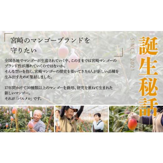 ふるさと納税 宮崎県 宮崎市 《2024年発送》期間・数量限定 宮崎県産 希少種マンゴー (極)パルメロ 600g以上 糖度20度以上 1玉入り_M223-002