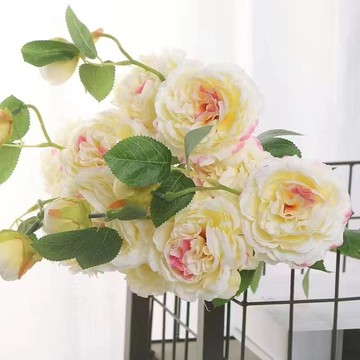 🎯【豐花牡丹種子】精選種源/新手友好種子/花朵最大可達20cm/耐寒-30℃/種一棵十年賞花百年傳承