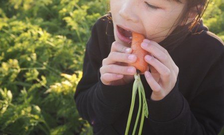 にんじん 新玉ねぎ 定期便 2回 旬の美味しい季節にお届け マドンナキャロット 旬玉 H105-107