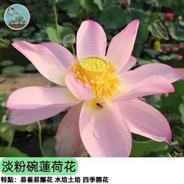 【陽台必備】淡粉色碗蓮種子 迷你荷花 蓮子 開花超美 蓮藕可食 辦公室盆栽 水耕植物 新手友善 四季開花