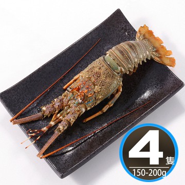 【華得水產】野生頂級龍蝦4隻組(150-200G/隻)